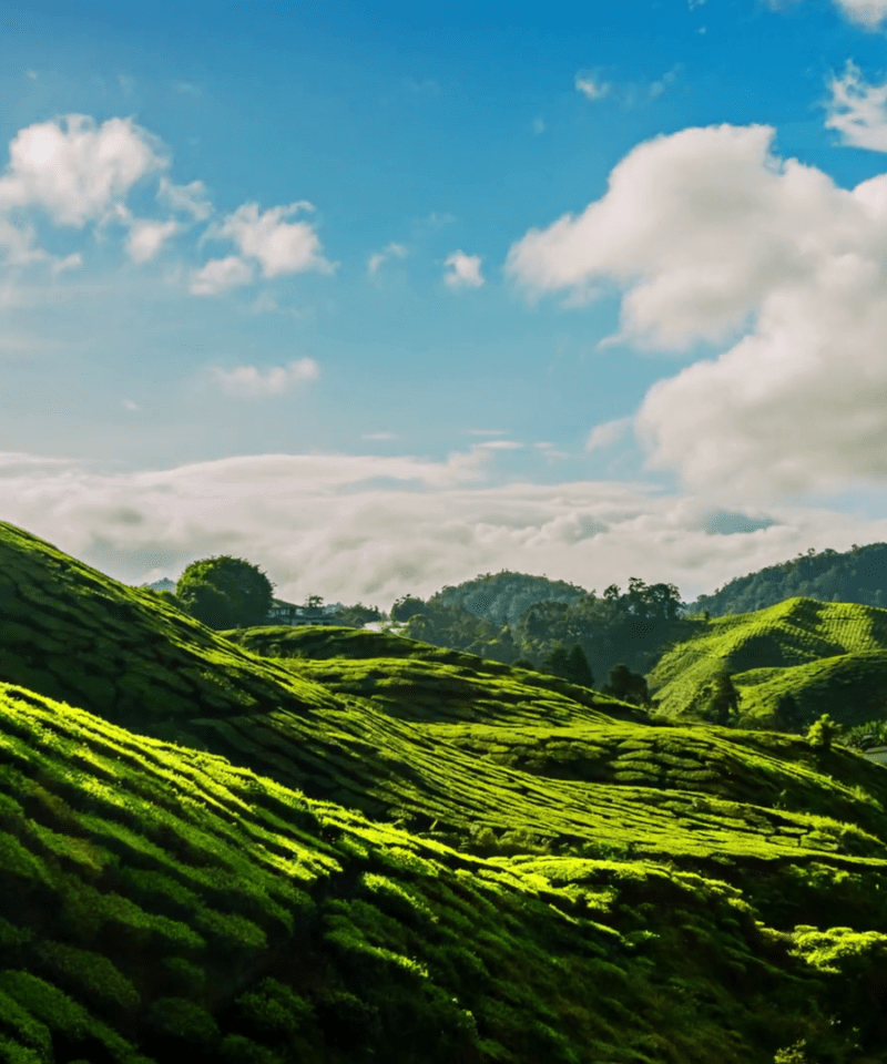 tour kuala lumpur cameron highlands