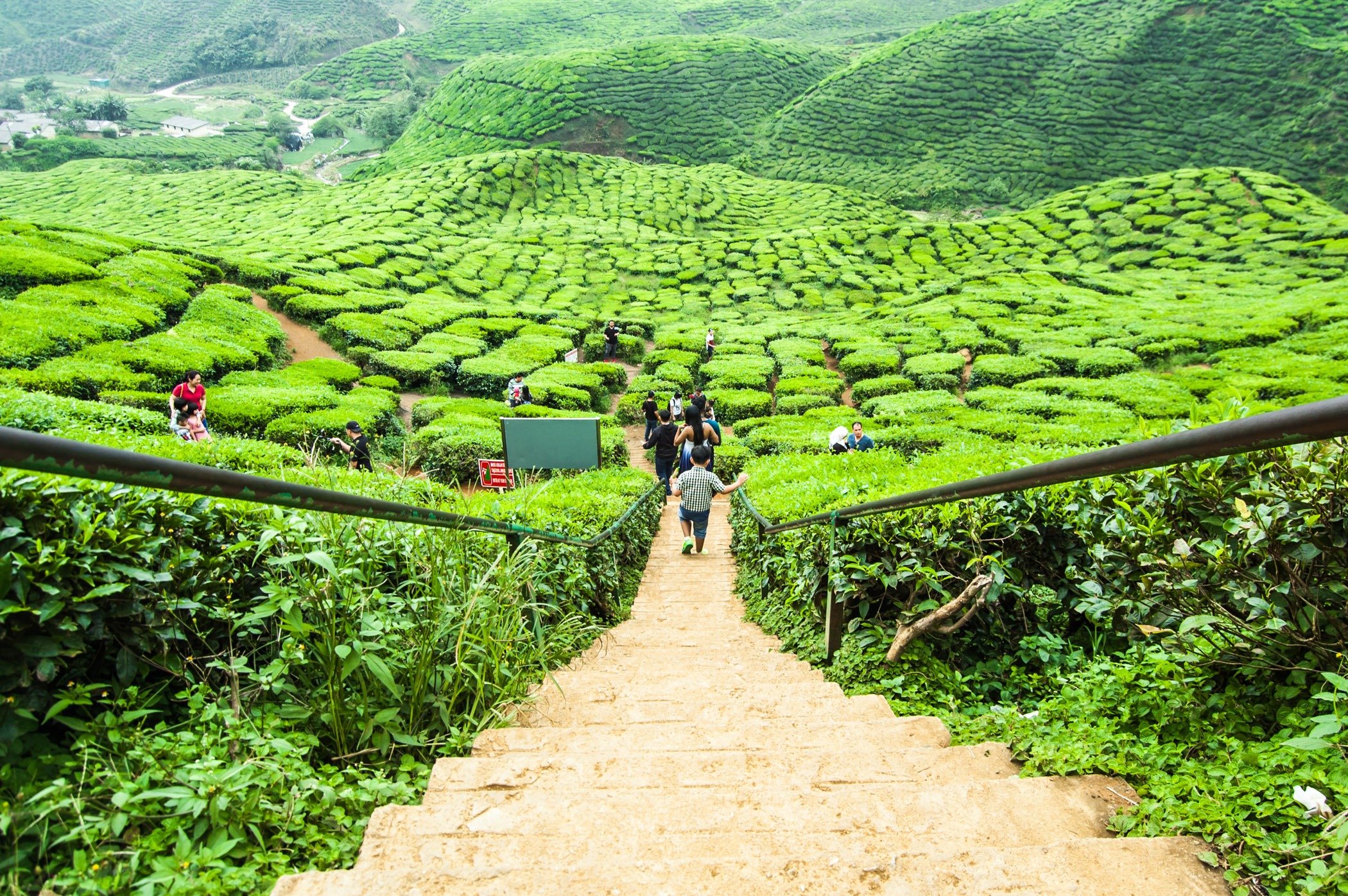 cameron highlands day tour from kl