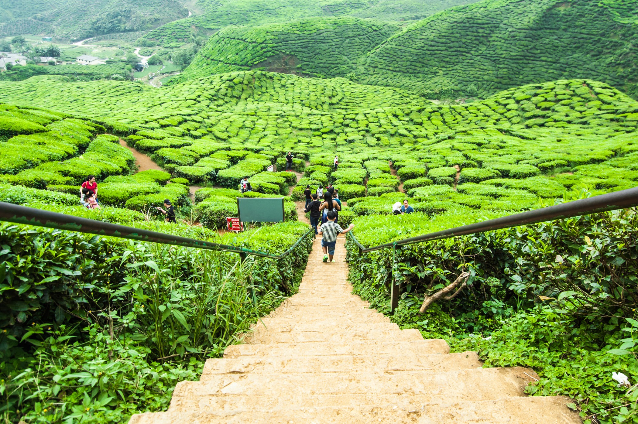 tour to cameron highlands from kuala lumpur