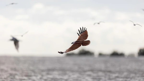 eagle feeding 2