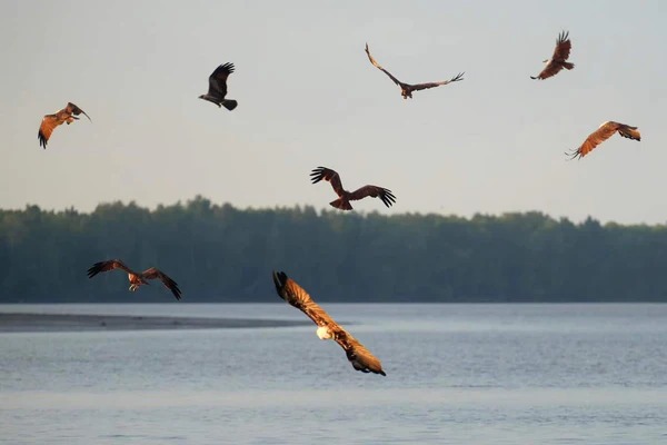eagle feeding