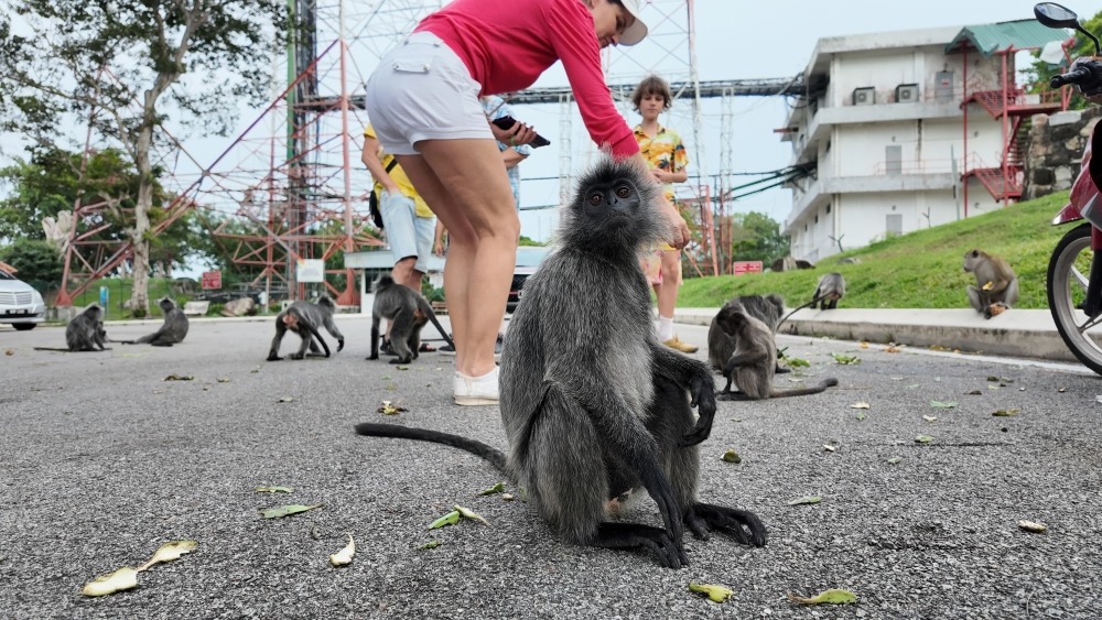 monkey gt